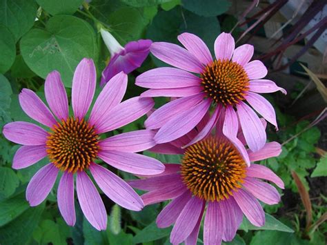 Types Of Companion Plants For Coneflowers Echinacea House Grail