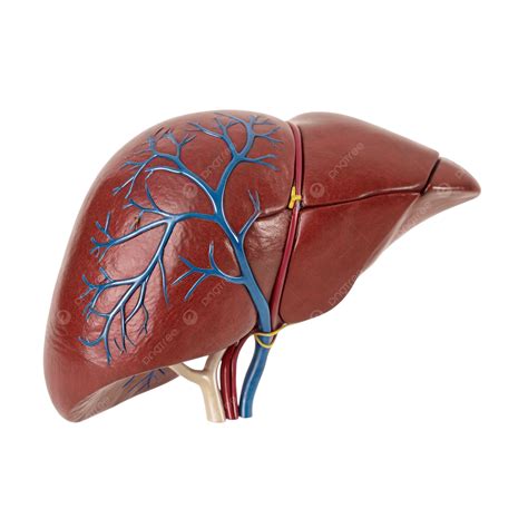 Realistic 3d Anatomical Model Of Human Liver With Detailed Lobes And