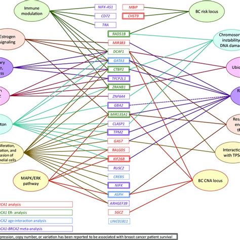 Functional clustering of the target genes based on published ...