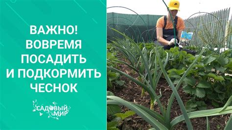 Посадка ярового чеснока и подкормка озимого. СДЕЛАЙТЕ ЭТО СЕЙЧАС ...