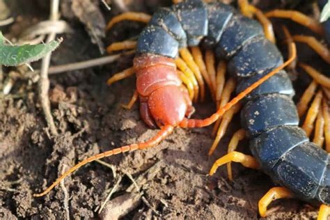 Types of Centipedes: 8 of the Most Fascinating Centipede Species - IMP ...