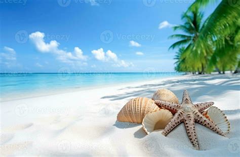 Shells And Starfish On Sandy Beach 24024063 Stock Photo At Vecteezy