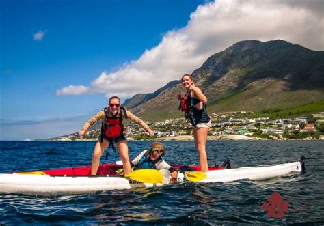 Cape Town Kayaking With Penguins Experience Boulders Beach Getyourguide