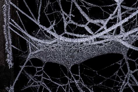 Frozen Spider Web Macro Photos
