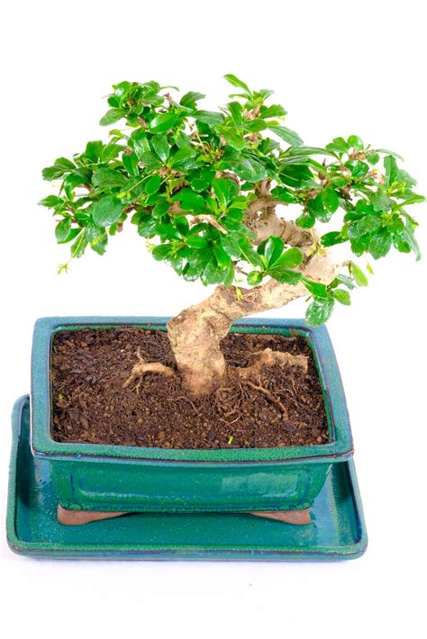 Impressive Flowering indoor bonsai with Spectacular Trunk