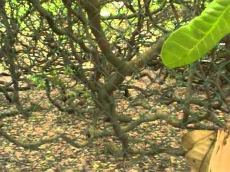 The Biggest Cashew Tree In The World Rio Grande Do Norte Brazil YouTube