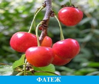 Гибрид вишни и черешни "Чудо вишня" Мичуринские саженцы сорт описание ...