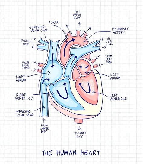 Sketch Of Human Heart Anatomy Line And Color On A Checkered Background