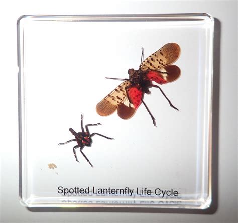 Cicada Life Cycle Stages