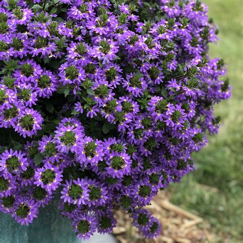 Scaevola Whirlwind Blue Buy Fan Flower Annuals Online