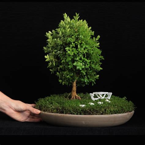 Miniature Bonsai Gardens Bonsai Empire