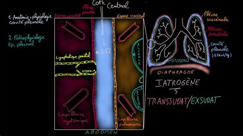 Epanchement Pleural Docteur Synapse YouTube