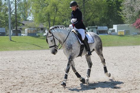 Lusitano Dapple Grey Working Equitation By Orleantribute On Deviantart
