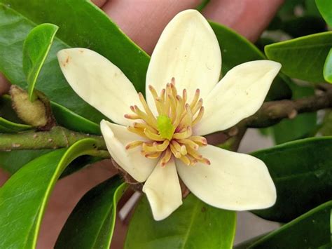 hoa da hop la hoa gi tim hieu ve  nghia hoa da hop