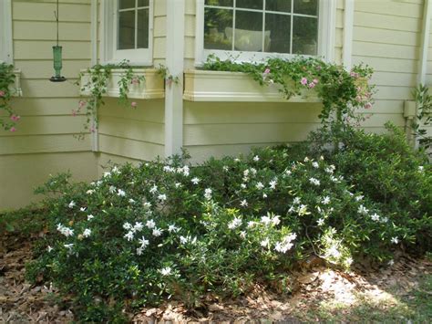 mariettes   basics  gardenia jasminoides radicans