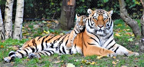 Tiger Reserves Get Global Ca Ts Recognition