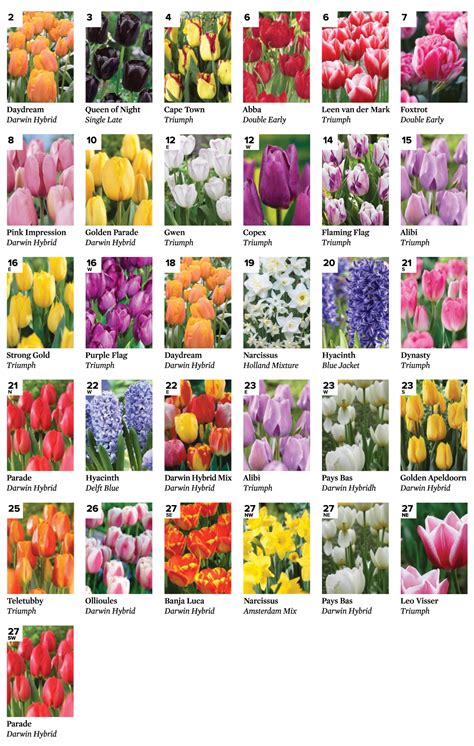 Tulip Guide with Map | Guilford Association