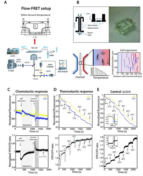 Figures And Data In Mechanism Of Bidirectional Thermotaxis In