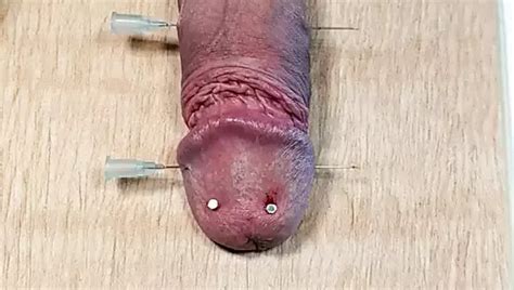 Cbt Mouse Trap Gay Porn Feat Useless Cock Xhamster