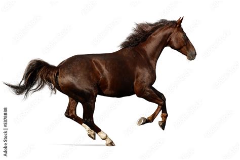 gallop horse stock photo adobe stock