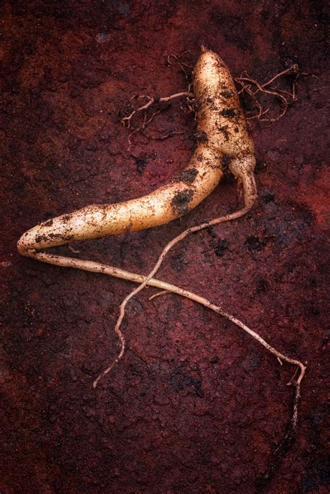 Mandrake Hauer - How To Propagate Mandrake Root: Learn About The Propagation Of Mandrake
