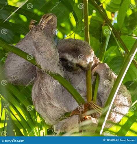 Brown-throated Sloth, Sloth Stock Photo - Image of park, central: 142545984