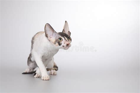 Adult Male Of Cornish Rex Breed Cat Posing On Background Stock Photo