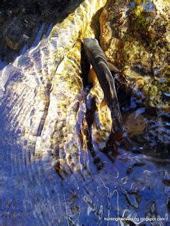 Catching Wild Rainbow Trout In Southern California Hunting The River King