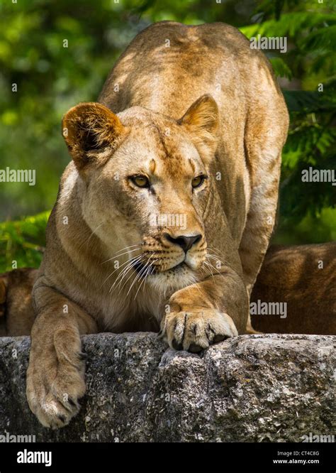 Young Female African Lion Crouching To Pounce Stock Photo Alamy