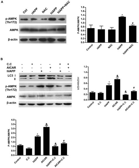 Hiapp Promotes Autophagy Through Ampk Signaling Pathway A Western