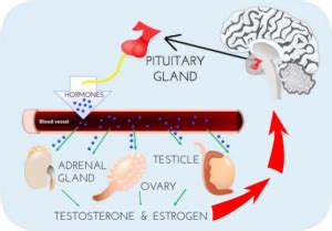 Sex Hormones And The Brain Dana Foundation