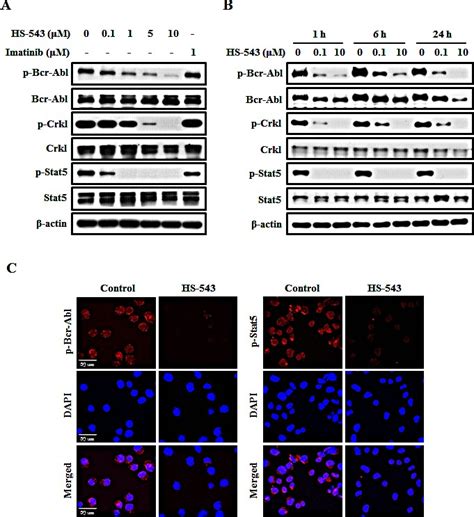 HS 543 Induces Apoptosis Of Imatinib Resistant Chronic Myelogenous