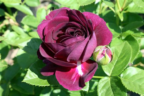 Twilight Zone Rose Bush Youngs Garden Center Roseburg Oregon