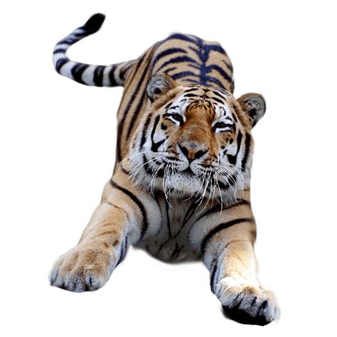 Jumping Tiger Transparent Png Stickpng