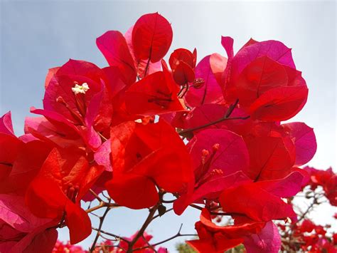 beautiful red flowers  stock photo public domain pictures
