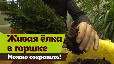 Живая елка в горшке Как сохранить до высадки в саду - YouTube