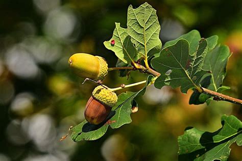 When Do Oak Trees Produce Acorns — Forest Wildlife