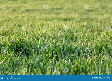 Detail Shot Of Green Young Corn Or Grass Stock Image Image Of