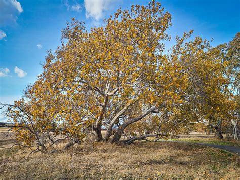 Sycamore Grove Park – California Fall Color