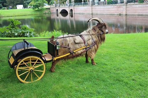 Working Goats Can You Train Goats To Pull Carts Eco Peanut