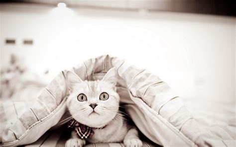 White Cat Animals Hd Wallpaper Wallpaper Flare