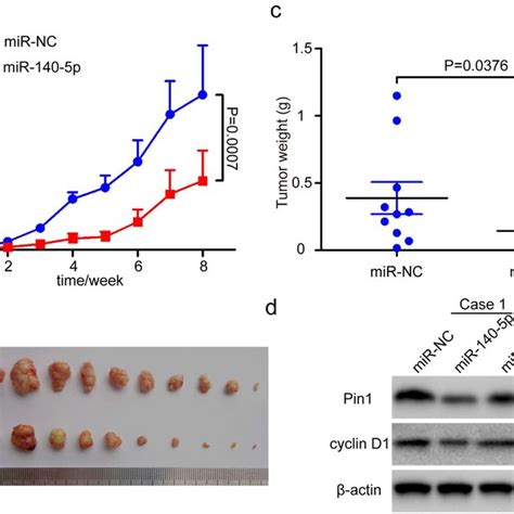 MiR 140 5p Inhibits HCC Tumor Growth By Targeting Pin1 In Vivo Mice