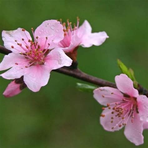 Eastern Redbud Cercis Canadensis 20 Or 200 Seeds Etsy Eastern