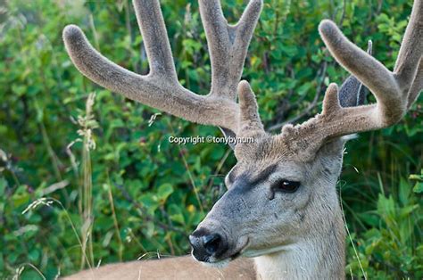 Mule Deer Face Close Up Tony Bynum Photography Real Relevant Right