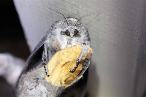 Giant Wood Moth Pictures - AZ Animals