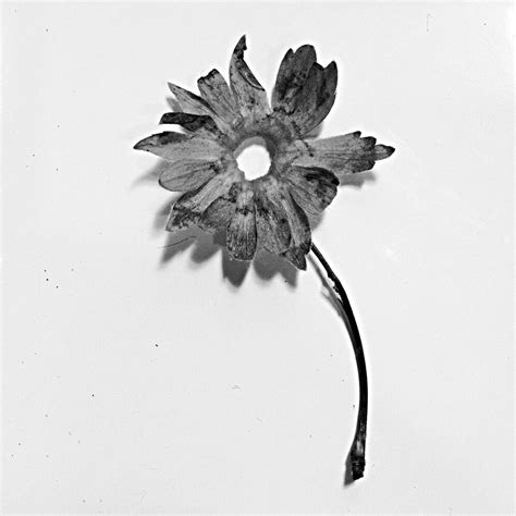 Premium Photo Dead Flower On White Background