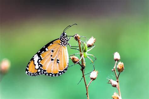 Tigre llano danaus chrysippus butterfly visitando flor en el jardín