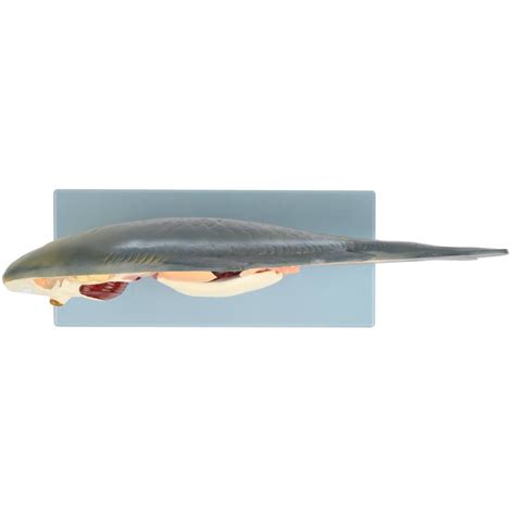 Anatomy Lab - Carp Fish (Cyprinus carpio) Anatomy Model