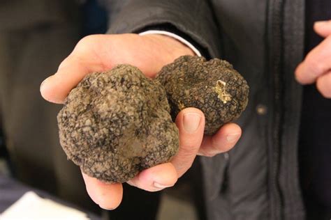 Olio Tartufo E Fossa Le Sagre Di Novembre In Emilia Romagna Travel