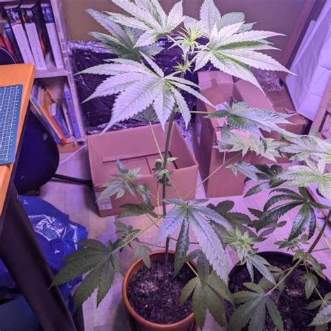 Sensi Seeds Skunk Dream Cbd Grow Diary Journal Week By Rankzy